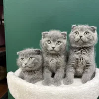 گربه اسکاتیش بلو (خاکستری)