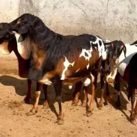 حنایی و گل توپ|حیوانات مزرعه|لردگان, |دیوار