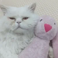 گم شده|حیوانات|رفسنجان, |دیوار