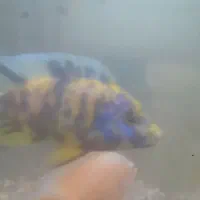 تعداد ۷ عدد ماهی گوشتخوار|ماهی|کرج, شهرک امام رضا (ع)|دیوار