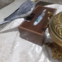 عروس هلندی نر زیباوسخنگو به همراه قفس بزرگ