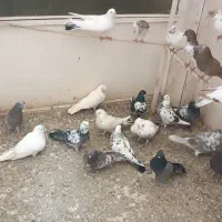 کبوتر|پرنده|ارومیه, |دیوار