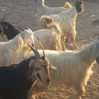 کهره چاق بز آبستن