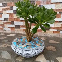 گل بنسای|گل و گیاه طبیعی|شیراز, شهرک مهدی‌آباد|دیوار