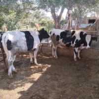 دو راس گوساله نر هلشتین|حیوانات مزرعه|بشاریات, |دیوار