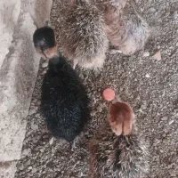 فروش جوجه شترمرغ|حیوانات مزرعه|بناب, |دیوار