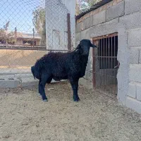 بره قوچ قره قزل