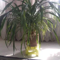 فروش گلدان آپارتمانی