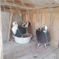 کفترابلق پرشی درجه یک