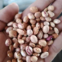 لوبیا چیتی
