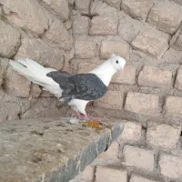 کفتر پرشی