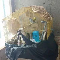 مرغ عشق با قفس