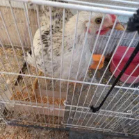 جوجه مرغ محلی دستی