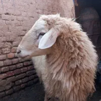 گوسفند .قوچ