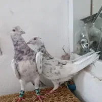 کبوتر|پرنده|سبزوار, قلعه‌نو دهزار|دیوار