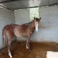 اسب|اسب و تجهیزات اسب‌سواری|برازجان, |دیوار