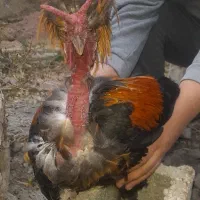 خروس سلطان|حیوانات مزرعه|شیراز, کوشک میدان|دیوار