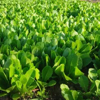 کاهو پیچ محلی