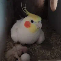 مرغ هلندی با جوجه
