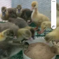 جوجه غاز محلی دوهفته ایی|حیوانات مزرعه|گلوگاه بابل (گلیا), |دیوار