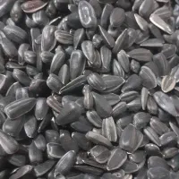 لوبیا و تخمه آیسان محلی کالپوش