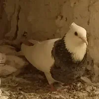 فروش کبوتر
