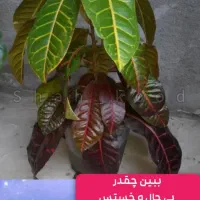 بررسی ،چکاپ تعویض خاک،کوددهی،حضوری گل وگیاه