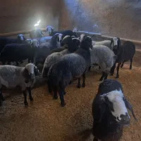 بره نر قربانی