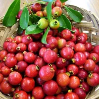 شمشاد سبز طلایی|گل و گیاه طبیعی|کلاچای, |دیوار