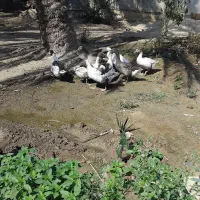 فروشه اردک
