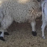 بره نر|حیوانات مزرعه|کشکوئیه, |دیوار