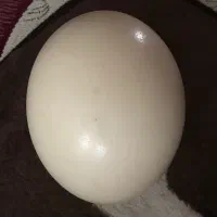 تخم شتر مرغ