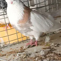 نوک قنار|پرنده|اردکان, |دیوار