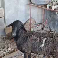 بره ، میش، بز،کهره،قوچ