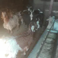 8راس بزغاله بومینه