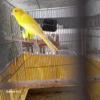 قناری نر زرد کشیده
