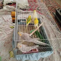 ۳ تا عروس هلندی ۲ تا مرغ عشق