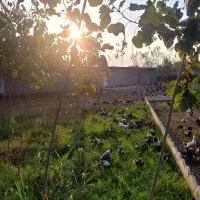 اجاره سوله ۲۰۰ متری و خونه ۳۰ متری فول قابل سکونت|اجارهٔ دفتر صنعتی، کشاورزی، تجاری|تالش, طولارود|دیوار