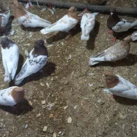 کبوتر|پرنده|سمیرم, |دیوار