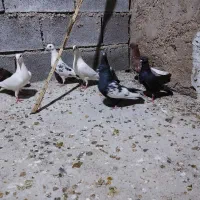 جوجه بهبهانی ودورک|پرنده|فسا, |دیوار