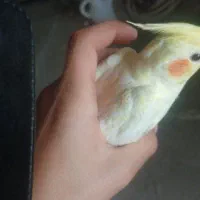 طوطی عروس خال زرد دستی