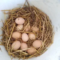 تخم مرغ طبیعی