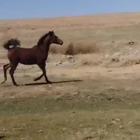 کره نریان خالص دره شوری نوه شاهزاده سین