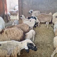 میش وبره .|حیوانات مزرعه|یزد, |دیوار