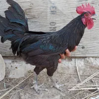 خروس جوان بارومحلی
