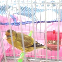 سهره قناری لرخان بدونه ایراد|پرنده|همدان, |دیوار