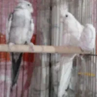 شادگان|پرنده|شادگان, |دیوار