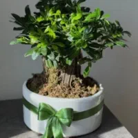 درختچه های هدیه