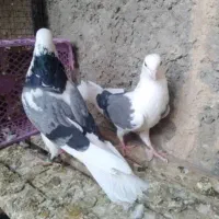 شازده سبز تیکه پاره|پرنده|امیدیه, |دیوار