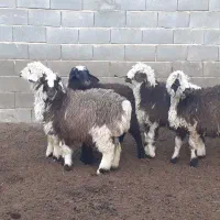 بره ماده،میش،بز،بزغاله|حیوانات مزرعه|مبارکه, |دیوار